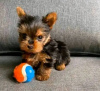 Photo №3. Chiot Yorkie. USA