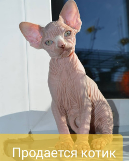 Photo №1. sphynx - à vendre en ville de Saint-Pétersbourg | 358€ | Annonce № 2934