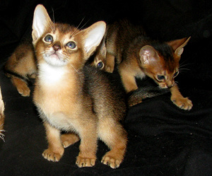 Photos supplémentaires: Chatons abyssins Pépinière Abyssin, chats du Bengale sunnybunny.by