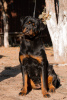 Photos supplémentaires: Chiots Rottweiler