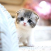 Photo №1. scottish fold - à vendre en ville de Berlin | 300€ | Annonce № 110823