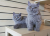 Photo №4. Je vais vendre british shorthair en ville de Гамбург. de la fourrière, de l'abri, éleveur - prix - 200€