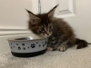 Photos supplémentaires: Beaux chatons Maine Coon à vendre