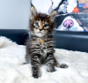 Photo №2 de l'annonce № 114861 de la vente maine coon - acheter à USA annonce privée