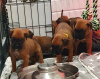 Photos supplémentaires: Chiots Boxer à vendre