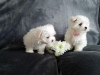 Photo №1. bichon maltais - à vendre en ville de Vantaa | Gratuit | Annonce №96951