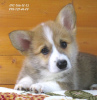 Photo №1. welsh corgi - à vendre en ville de Dnipro | 1104€ | Annonce №50782