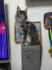 Photo №3. Chatons Maine Coon. Ukraine