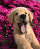 Photo №4. Je vais vendre golden retriever en ville de Hof. annonce privée - prix - 400€