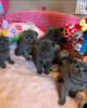 Photo №1. british shorthair - à vendre en ville de Paris | 250€ | Annonce № 124266