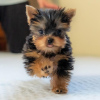 Photo №1. yorkshire terrier - à vendre en ville de Varsovie | négocié | Annonce №100258