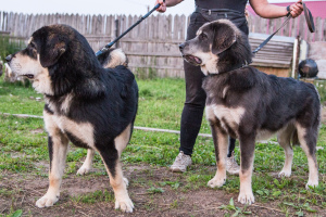 Photo №3. De magnifiques chiots du dogue tibétain de type européen sont à la recherche des. Fédération de Russie