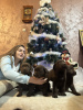 Photo №3. Chiots Labrador Retriever chocolat et noir. Serbie