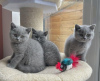 Photo №1. british shorthair - à vendre en ville de Kythira | Gratuit | Annonce № 125130