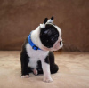 Photo №3. Chiots Boston terrier. Serbie