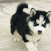 Photo №1. husky de sibérie - à vendre en ville de Bucharest | négocié | Annonce №85232