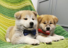 Photo №2 de l'annonce № 24313 de la vente akita (chien) - acheter à Turquie annonce privée