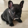 Photo №1. bouledogue - à vendre en ville de Reykjavík | négocié | Annonce №85397