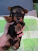 Photo №4. Je vais vendre biewer yorkshire terrier, yorkshire terrier en ville de Vilnius. annonce privée, éleveur - prix - 450€