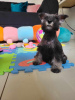 Photos supplémentaires: Schnauzer nain