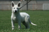 Photos supplémentaires: Chiots Berger Blanc Suisse