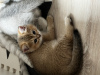 Photo №3. Offert en réserve, chatons British Shorthair. Pologne