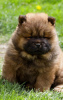 Photo №2 de l'annonce № 97589 de la vente chow-chow - acheter à Serbie 