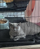 Photo №1. british shorthair - à vendre en ville de Франкфурт-на-Майне | 250€ | Annonce № 101667