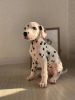 Photos supplémentaires: Dalmatiens tachetés de la pépinière d'élite FULGRIM Dogs