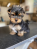 Photos supplémentaires: Chiots Yorkie en bonne santé à vendre