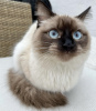 Photo №4. Je vais vendre ragdoll en ville de New york. annonce privée - prix - 379€