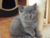 Photo №1. british shorthair - à vendre en ville de Düsseldorf | 350€ | Annonce № 112424