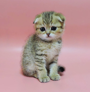 Photo №4. Je vais vendre scottish fold en ville de Kharkov. éleveur - prix - 382€