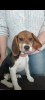 Photo №2 de l'annonce № 43785 de la vente beagle - acheter à Biélorussie de la fourrière