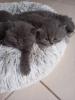 Photo №1. british shorthair - à vendre en ville de Гамбург | 284€ | Annonce № 89440