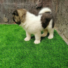 Photo №4. Je vais vendre akita (chien) en ville de Невада.  - prix - 394€