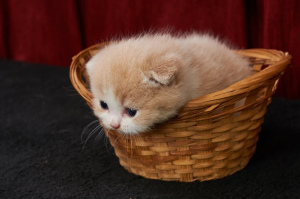 Photo №4. Je vais vendre scottish fold en ville de Krymsk ville.  - prix - 257€