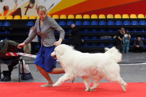 Photo №3. Le chenil offre un chien de montagne pirinien. Fédération de Russie
