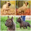 Photo №1. bouledogue - à vendre en ville de Zrenjanin | négocié | Annonce №95766