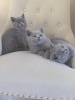 Photo №1. british shorthair - à vendre en ville de Erfurt | 350€ | Annonce № 108600