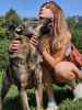 Photo №2 de l'annonce № 59730 de la vente chien bâtard - acheter à Fédération de Russie annonce privée