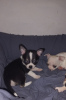 Photo №1. chihuahua - à vendre en ville de Мармарис | 379€ | Annonce №99797