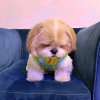 Photo №1. shih tzu - à vendre en ville de Atlanta | 379€ | Annonce №99291