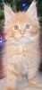 Photo №1. maine coon - à vendre en ville de Дортмунд | 300€ | Annonce № 123191