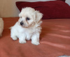 Photo №1. bichon maltais - à vendre en ville de Londres | 400€ | Annonce №56573