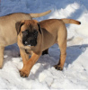 Photo №1. bullmastiff - à vendre en ville de Berlin | Gratuit | Annonce №95189