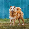 Photo №2 de l'annonce № 82883 de la vente chien bâtard - acheter à Fédération de Russie annonce privée