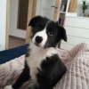 Photo №1. border collie - à vendre en ville de Helsinki | 460€ | Annonce №80555