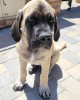 Photo №1. mastiff - à vendre en ville de Братислава | 450€ | Annonce №118217