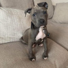 Photo №1. american staffordshire terrier - à vendre en ville de Berlin | 700€ | Annonce №18824